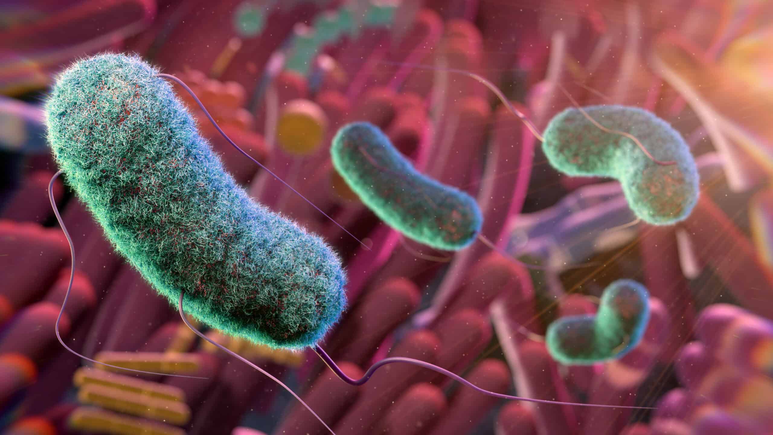 Conceptual illustration of the gut microbiome. The gut microbiome refers to all of the microbes in the intestines. These microbes influence many aspects of health, including the immune system, and they help digest food